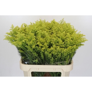 Solidago Tara Gold Buiten
