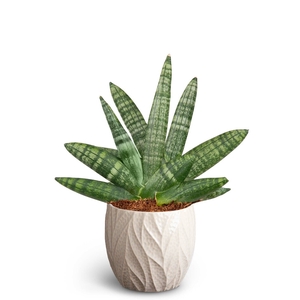 SANSEVIERIA BONCELLENSIS P10