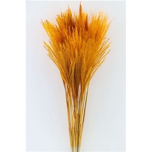 Dried Stipa Feather Orange P. Stem
