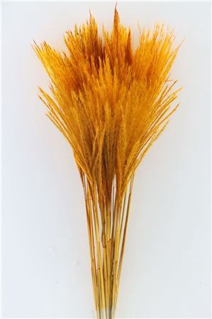 <h4>Dried Stipa Feather Orange P. Stem</h4>