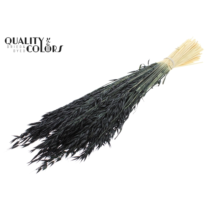 <h4>Avena per bunch Bleached Black</h4>