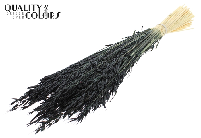 Avena per bunch Bleached Black