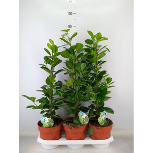 Ficus microcarpa 'Moclame'