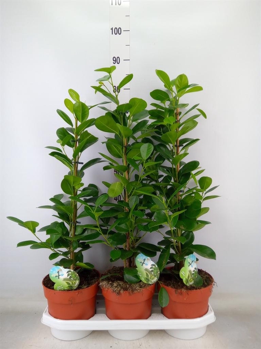 <h4>Ficus microcarpa 'Moclame'</h4>