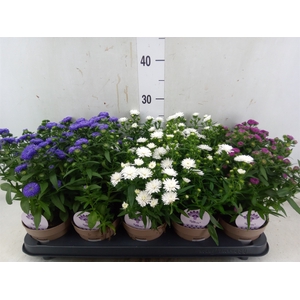 Aster  'Crown'   ...mix