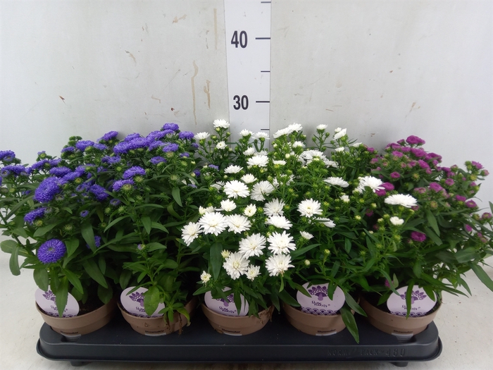 <h4>Aster  'Crown'   ...mix</h4>