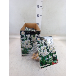 Scilla  ..flowerbulbs