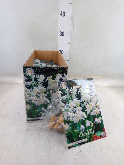 <h4>Scilla  ..flowerbulbs</h4>