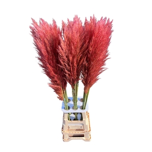 Cortaderia Opgetrokken Roze Stem