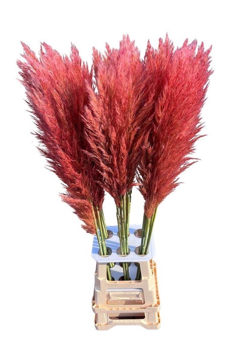 <h4>Cortaderia Opgetrokken Roze Stem</h4>