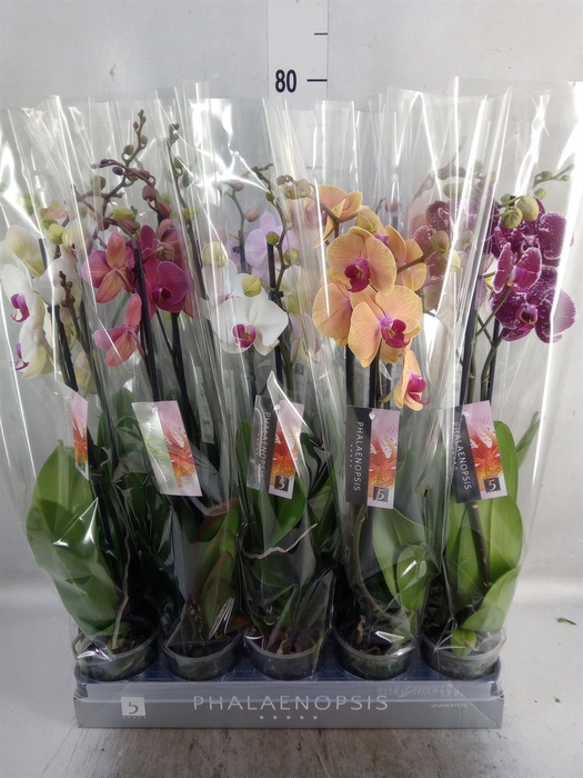 <h4>Phalaenopsis   ...mix  7</h4>