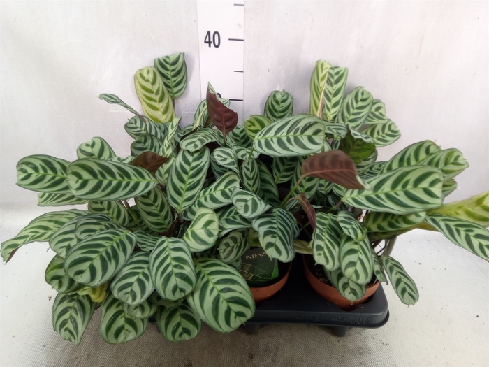 <h4>Ctenanthe burle-marxii</h4>