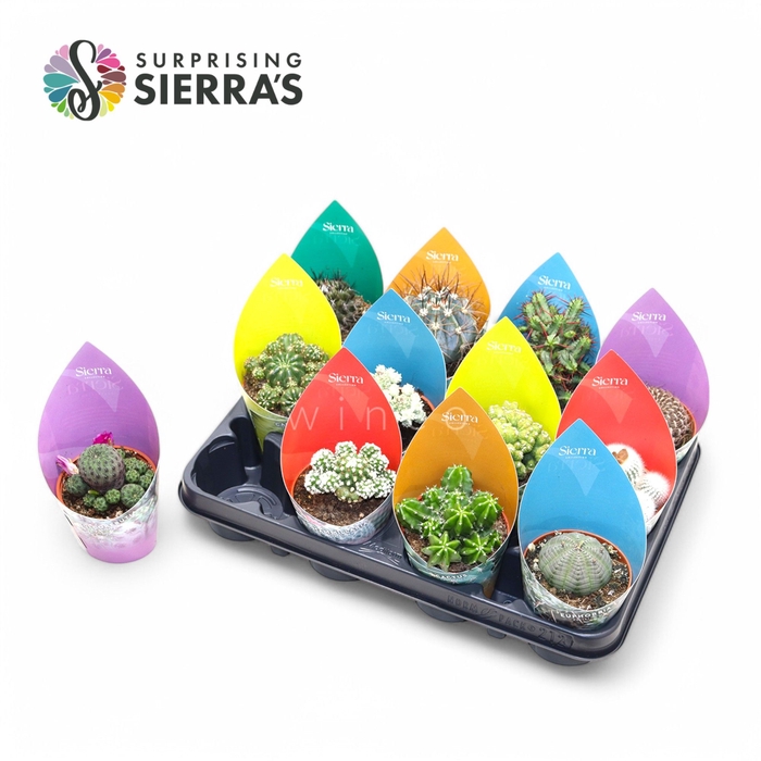 <h4>Sierra's® - Cactus Mix (Collection) Sierra Collection</h4>