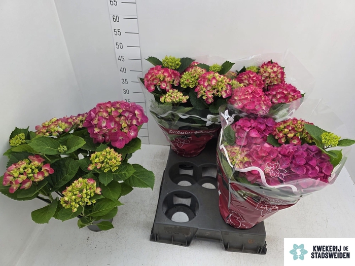 <h4>HYDR M AMSTERDAM</h4>