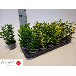 EUONYMUS JAP GEM