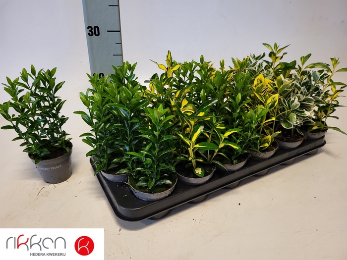 <h4>EUONYMUS JAP GEM</h4>