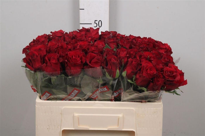 <h4>R Gr Ever Red</h4>