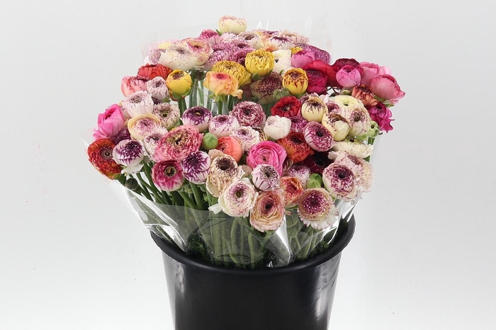 <h4>Ran El Stripes</h4>