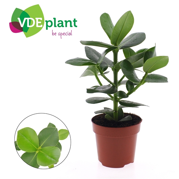 <h4>Clusia rosea 'Princess'</h4>