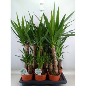 Yucca