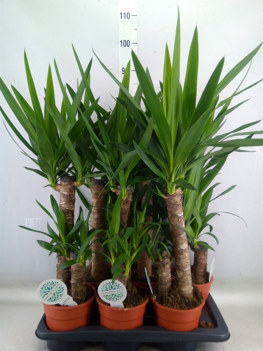 <h4>Yucca</h4>