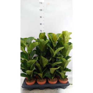 Ficus lyrata 'Bambino'