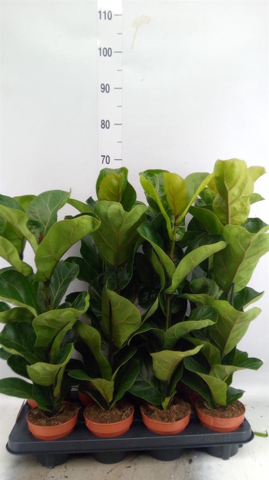 <h4>Ficus lyrata 'Bambino'</h4>