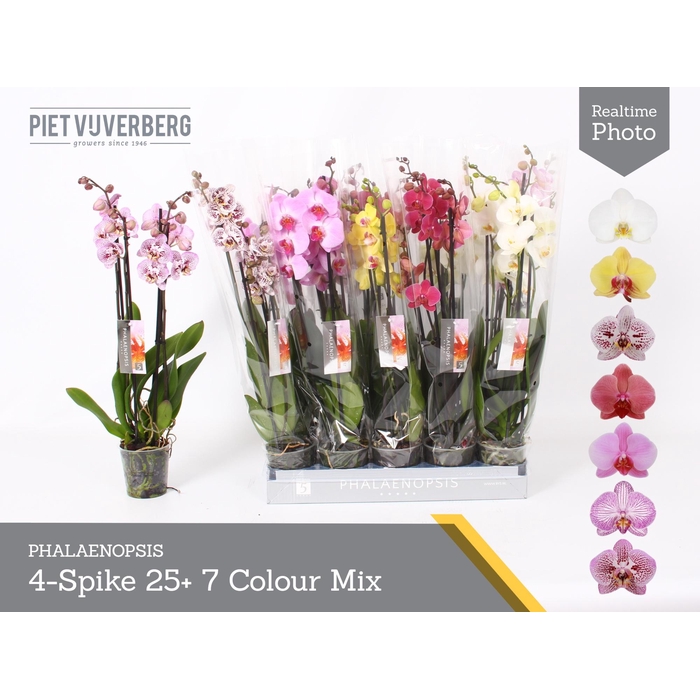 <h4>PHAL GEM 7 KL</h4>