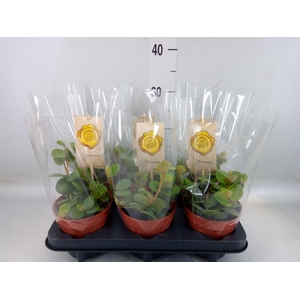 Peperomia tetraphylla 'Hope'