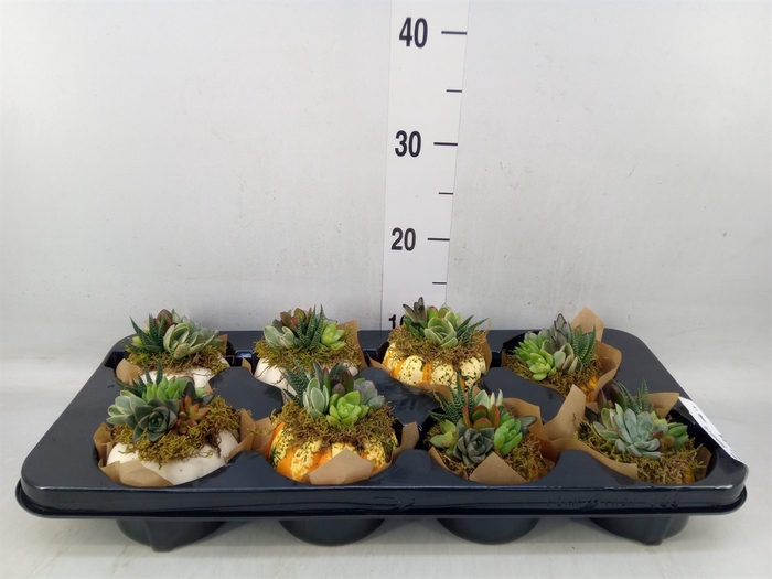 <h4>Arr.   Sierfruit L%</h4>