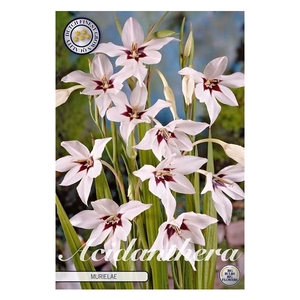 Gladiolus Callianthus x10 8/10