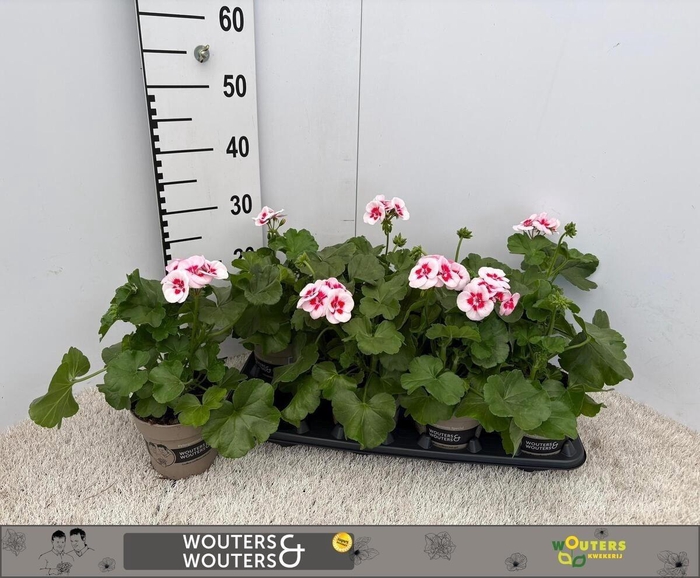 <h4>PEL CALLIOP MIXK</h4>