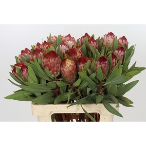 PROTEA ROBIJN