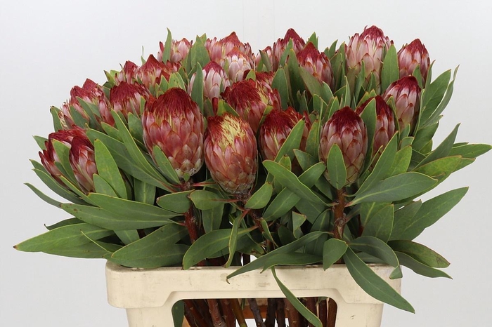 <h4>PROTEA ROBIJN</h4>