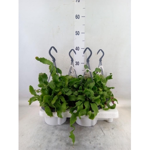 Epiphyllum guatem. var. monstrosa