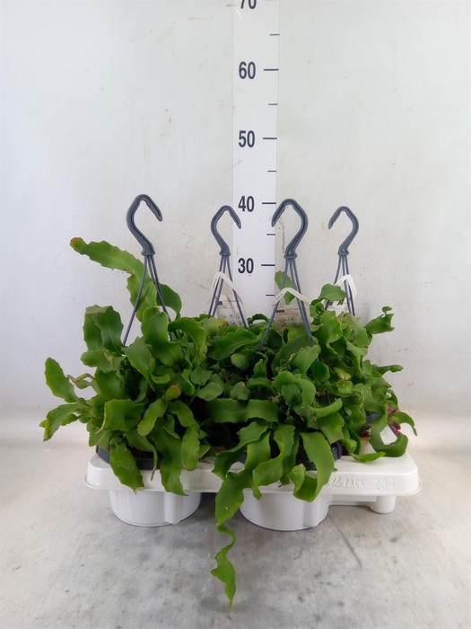 <h4>Epiphyllum guatem. var. monstrosa</h4>