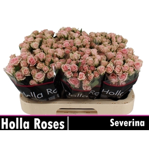 R Tr Severina
