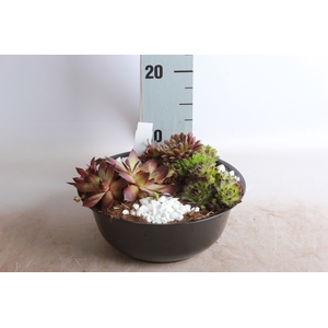 ARR SEMPERVIVUM
