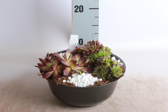 <h4>ARR SEMPERVIVUM</h4>