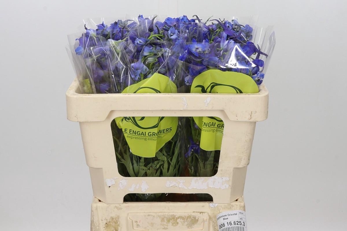 <h4>Delphinium Oriental Blue</h4>