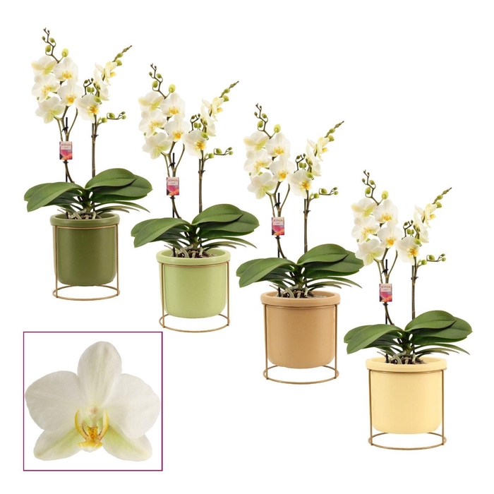 <h4>Phalaenopsis multiflora 2 tak Lausanne in Lynn (Silent moods-col</h4>
