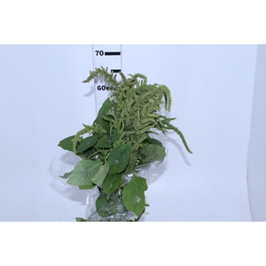 AMARANTHUS VERDE 060 CM VERDE