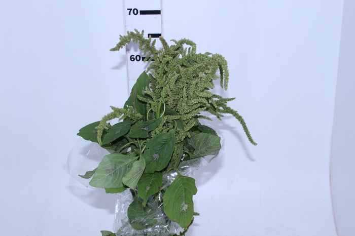 AMARANTHUS VERDE 060 CM VERDE