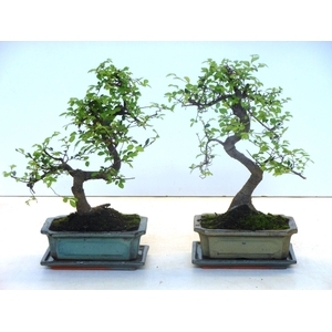 Zelkova parvifolia, 20cm., shape, with driptray