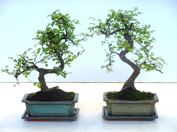 <h4>Zelkova parvifolia, 20cm., shape, with driptray</h4>