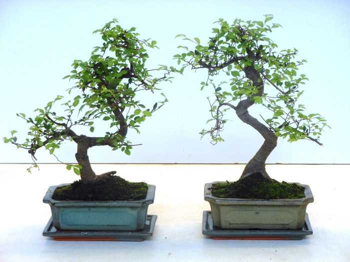 <h4>Zelkova parvifolia, 20cm., shape, with driptray</h4>