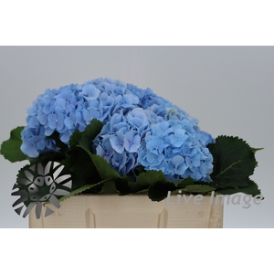 Hydrangea verena blue
