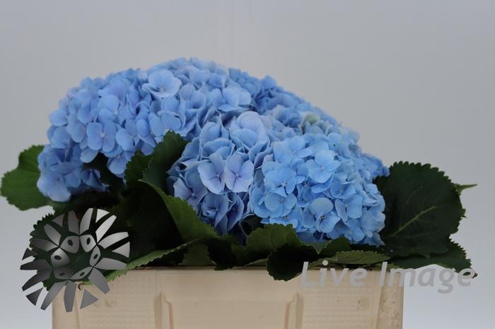 <h4>Hydrangea verena blue</h4>