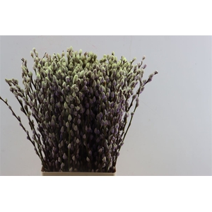 Salix Wilgenkatjes Purple Fresh 70cm Pst