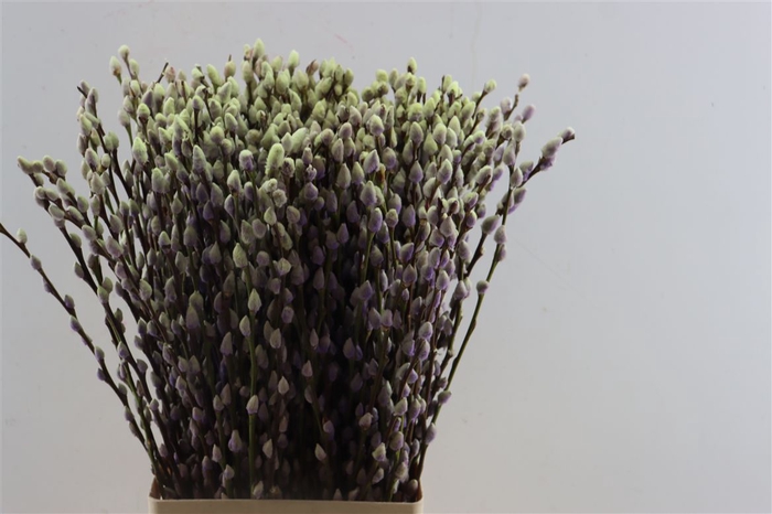 <h4>Salix Wilgenkatjes Purple Fresh 70cm Pst</h4>